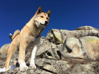 охотничья лайка в горах