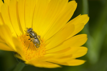 A bee pollinating a Calendula flower