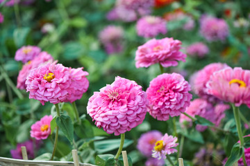 pink zinnia garden
