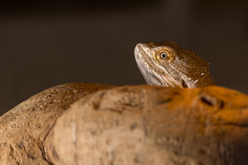 A male bearded dragon on an artificial vine isolated against a dark background