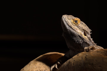A male bearded dragon isolated against a dark background
