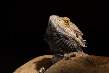 A male bearded dragon isolated against a dark background
