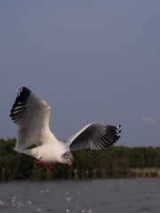 Seagulls in mangrove forest reserve bangpoo Thailand