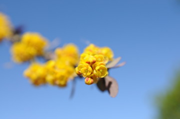 Yellow tree flower detail