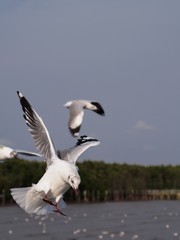 Seagulls in mangrove forest reserve bangpoo Thailand