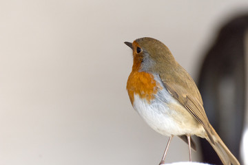 A small wild Robin coloe up portrait