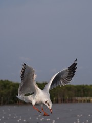 Seagulls in mangrove forest reserve bangpoo Thailand