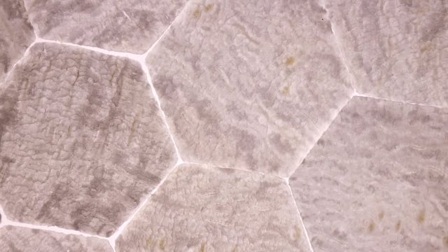 Amazing top view of daikon hexagon slices in flat lay close up, rotating clockwise with down center. Excellent food macro background with vibrant texture and backlight in UHD 4k, 3840x2160, clip.
