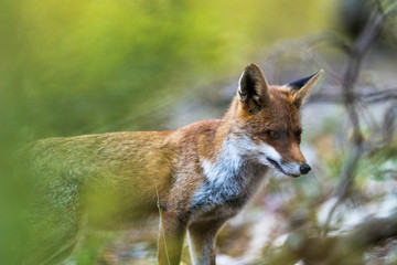 Portrait Renard
