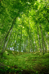 Fototapeta na wymiar green beech forests