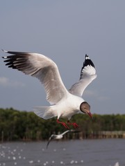 Seagulls in mangrove forest reserve bangpoo Thailand