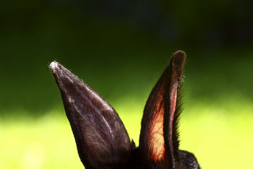 Close up of the back of a rabbits ears outdoor