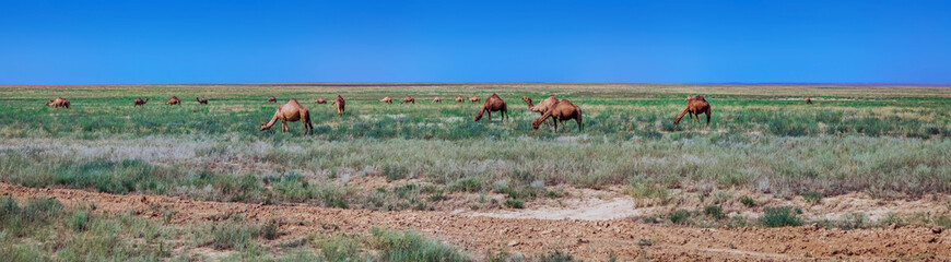 Naklejka na ściany i meble Panorama of the Kazakhstan steppe with camels. Near Almaty.