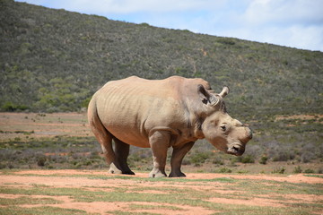 Fototapeta premium Breitmaulnashorn