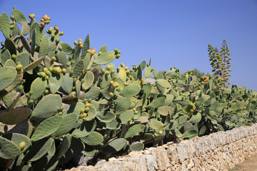 Opuntien Feld (Opuntia) 