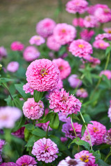pink zinnia garden