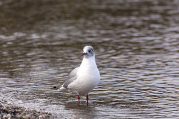 Seagulls on the Bonnie Banks 