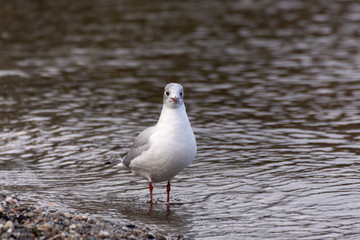 Seagulls on the Bonnie Banks 