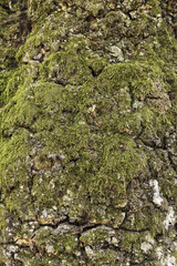 moss on the trunk of a chestnut tree in autumn
