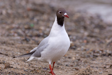 Seagulls on the Bonnie Banks 
