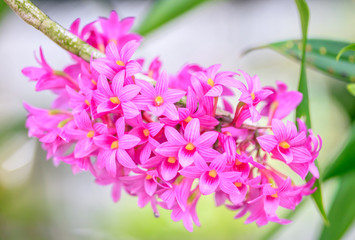 Close up of beautiful wild orchid, pink flowers in garden, selective focus.