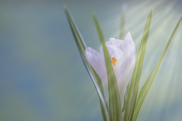Spring coming/White snowdrops close up on blue blurred background