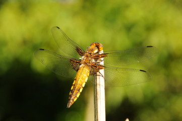 Yellow gold giant Dragonfly