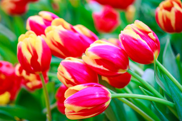 Close up of red and yellow, multicolor tulips flowers blooming and green leaf background in the garden, colorful tulips in springtime. Natural flowers background, selective focus.