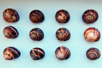 sea shell background studio quality 