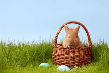 Cute ginger bunny rabbit in basket on grass lawn. Easter holiday concept. © kobeza