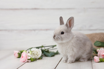 Easter bunny rabbit with spring flowers on white wooden planks, Easter holiday concept.