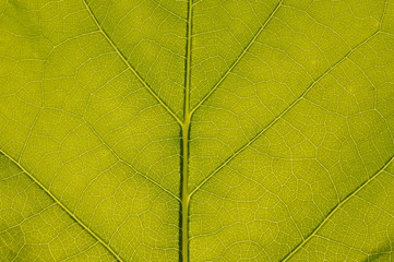 Detail of the leave structure