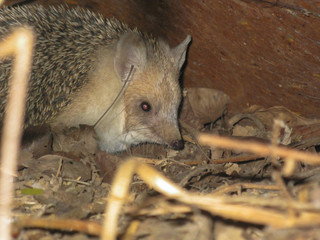 hedgehog on the sand