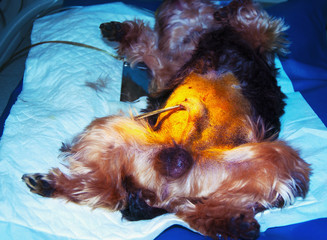 Urinaru catheter in a dog before surgery (health, care, concept veterinarian)
