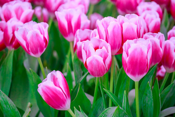 Obraz premium Close up of beautiful pink and white tulips flowers in field on garden background, spring time.