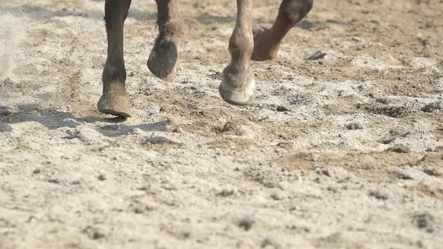 horse hooves running in the dust.