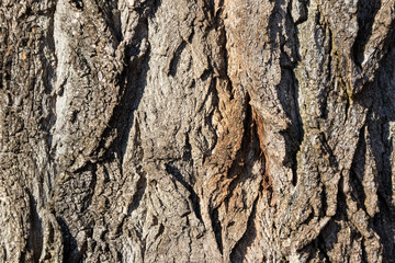 Tree bark texture