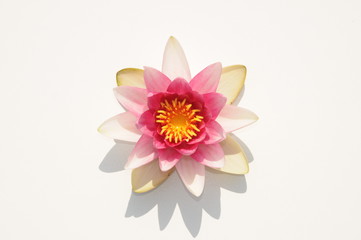 pink and yellow Nymphaea lake plant on a white background © Ricardo