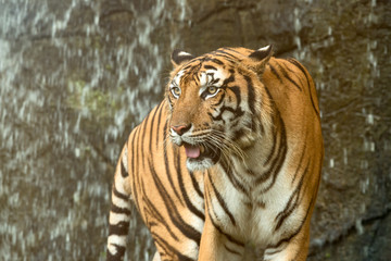 Fototapeta na wymiar Close up of Indochinese Tiger standing in front of waterfall; Panthera tigris corbetti coat is yellow to light orange with stripes ranging from dark brown to black
