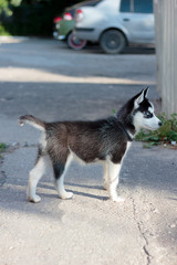 Young husky puppy