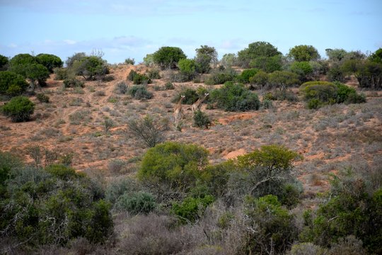 Landschaft mit Giraffen in der kleinen Karoo