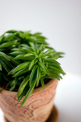 Beautiful pepperomia plant in a clay pot over white background.