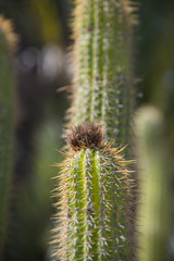 Cacti in the park