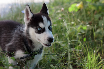 Young husky puppy