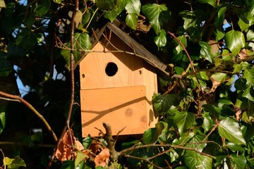 Bird nesting box, suspended on a tree surrounded by ivy.