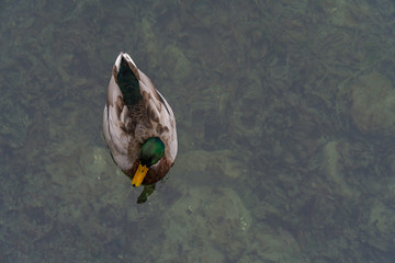Top view of "Wild Duck" - Mallard Drake on water pond surface.
The mallard is a medium-sized 
waterfowl species that is often slightly
 heavier than most other dabbling ducks.