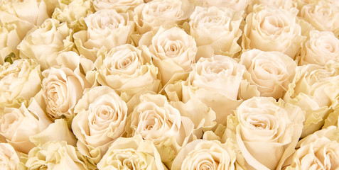 Obraz na płótnie Canvas floral background. roses background