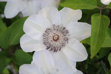 White Flower