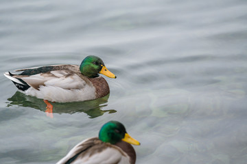 "Wild Duck" - Mallard Drake on water pond surface.
The mallard is a medium-sized 
waterfowl species that is often slightly
 heavier than most other dabbling ducks.