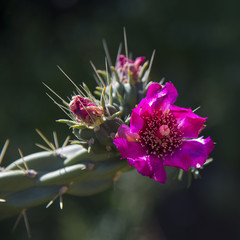 Bright pink flowers of cactus